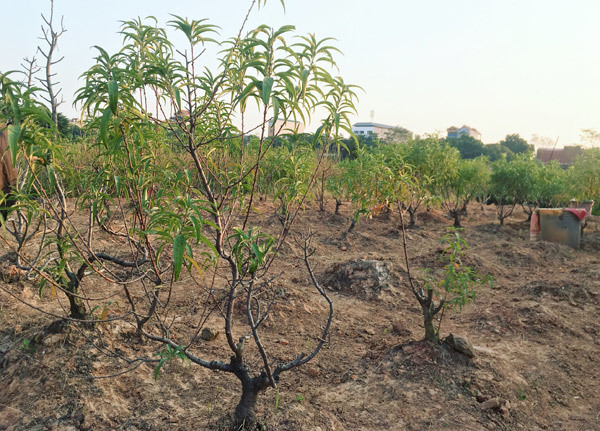 Cả vạn gốc đào chết khô, Hà Thành khóc ròng mùa Tết trắng tay-9