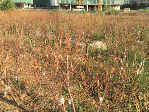 Vốn dưới 10 triệu, nằm duỗi thu tiền triệu mỗi ngày cận Tết-3