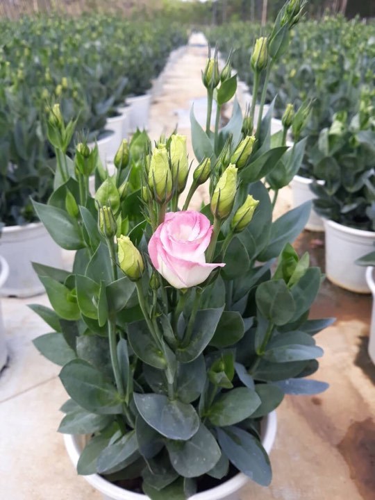 Vốn dưới 10 triệu, nằm duỗi thu tiền triệu mỗi ngày cận Tết-2