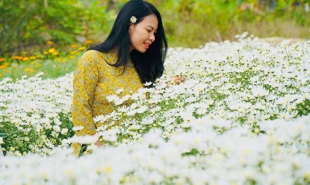 Mua đất từ thủ đô về Thanh Hóa trồng cúc họa mi, kiếm bộn tiền-4