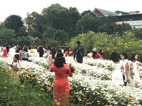 Cúc họa mi đầu mùa xuống phố, dân buôn hét giá cả trăm nghìn 1 bó vẫn cháy hàng-4