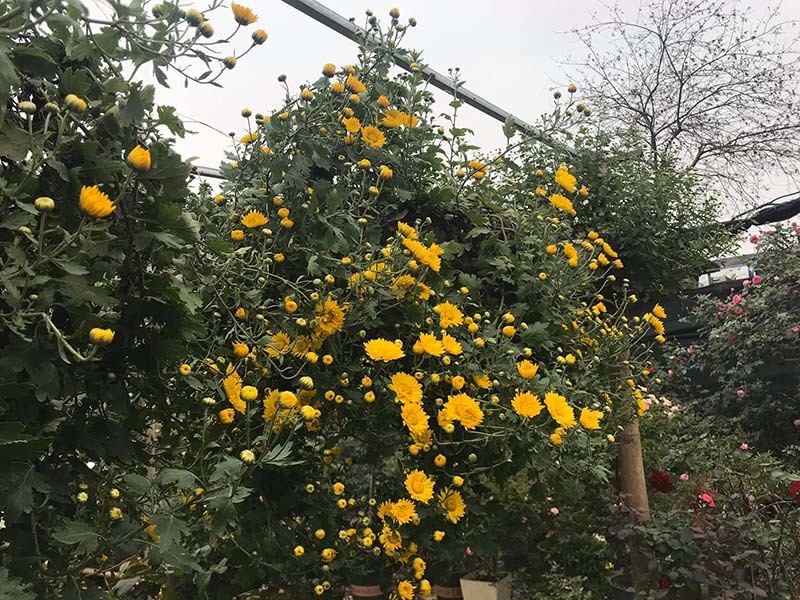 Hoa cúc dài 2 mét, hàng vạn bông rực vàng phủ kín 4 tầng nhà-2