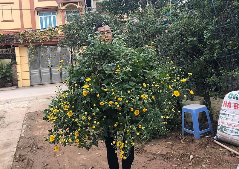 Hoa cúc dài 2 mét, hàng vạn bông rực vàng phủ kín 4 tầng nhà-3