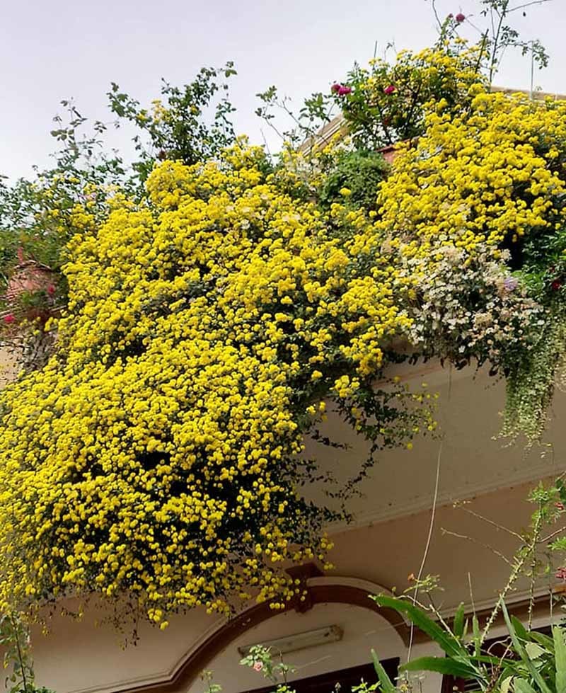 Hoa cúc dài 2 mét, hàng vạn bông rực vàng phủ kín 4 tầng nhà-4