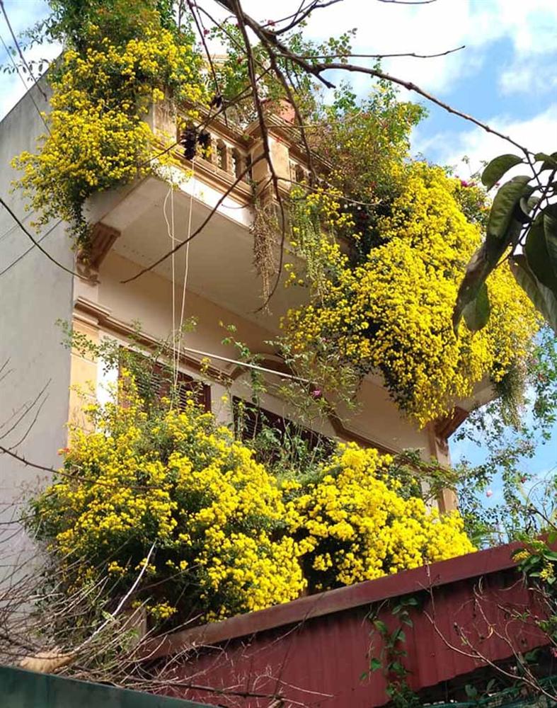 Hoa cúc dài 2 mét, hàng vạn bông rực vàng phủ kín 4 tầng nhà-5
