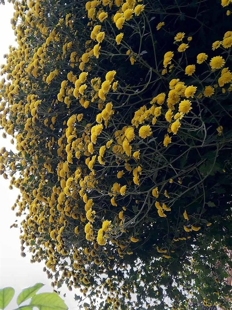 Hoa cúc dài 2 mét, hàng vạn bông rực vàng phủ kín 4 tầng nhà-6