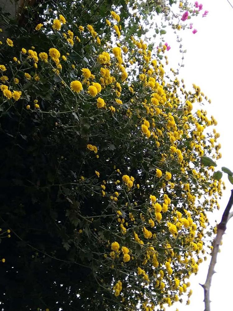 Hoa cúc dài 2 mét, hàng vạn bông rực vàng phủ kín 4 tầng nhà-7