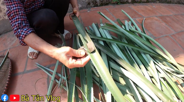 Giữa mùa đông, Sa Pa tuyết đã rơi còn Bà Tân Vlog lại làm thạch để ăn cho nó... mát, lại còn sử dụng loại lá dứa cực khác người-2