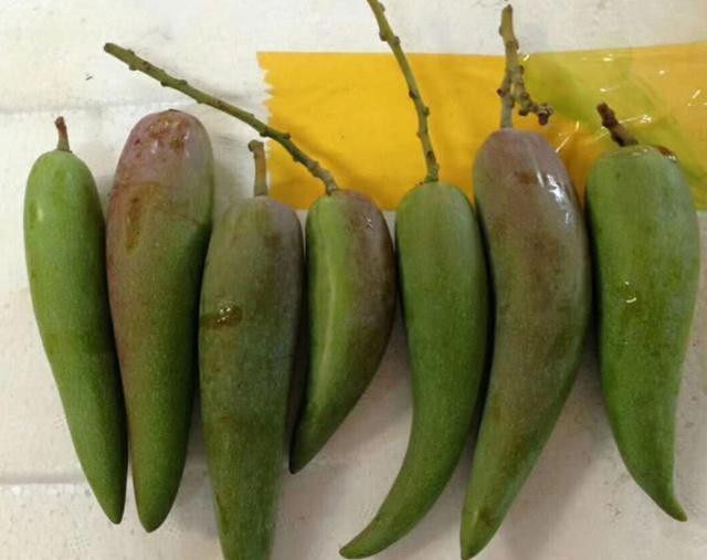 Tận mục quả xoài nhìn xa ngỡ trái ớt, hạt nhỏ như que tăm gây sốt-2