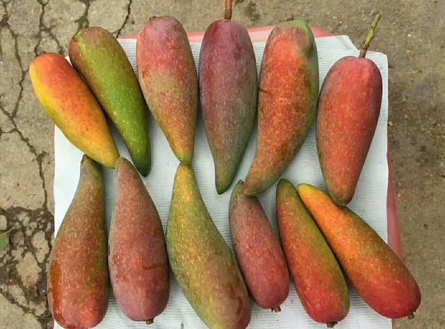 Tận mục quả xoài nhìn xa ngỡ trái ớt, hạt nhỏ như que tăm gây sốt-5