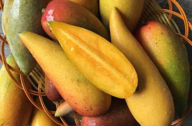 Tận mục quả xoài nhìn xa ngỡ trái ớt, hạt nhỏ như que tăm gây sốt-7