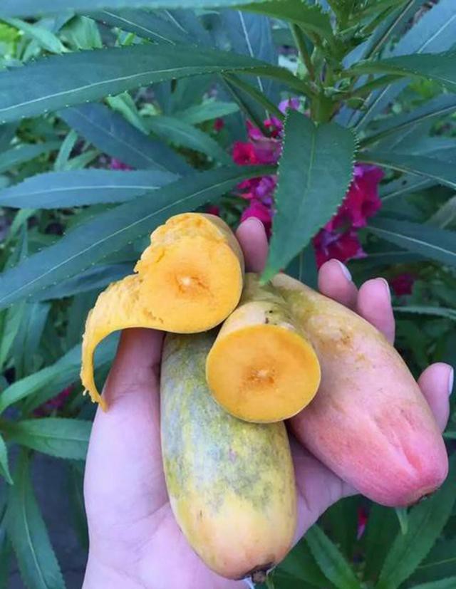 Tận mục quả xoài nhìn xa ngỡ trái ớt, hạt nhỏ như que tăm gây sốt-8