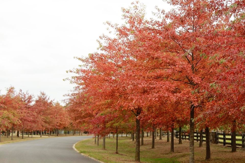 Sau 9 năm vợ chồng, giờ mình là người dưng, anh nhé-1