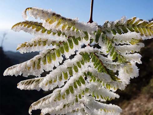 Lạnh -9 độ C, đỉnh Fansipan xuất hiện băng giá khiến nhiều du khách xuýt xoa: Không uổng công bắt chuyến cáp đầu tiên để chiêm ngưỡng-9