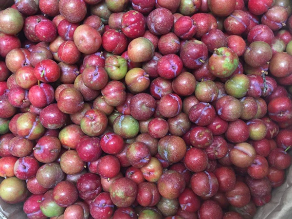Mận rao bán đầy trên mạng có phải từ Trung Quốc?-2