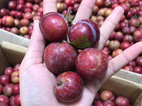 Mận trái mùa giá gần 200.000 đồng/kg cháy hàng-3