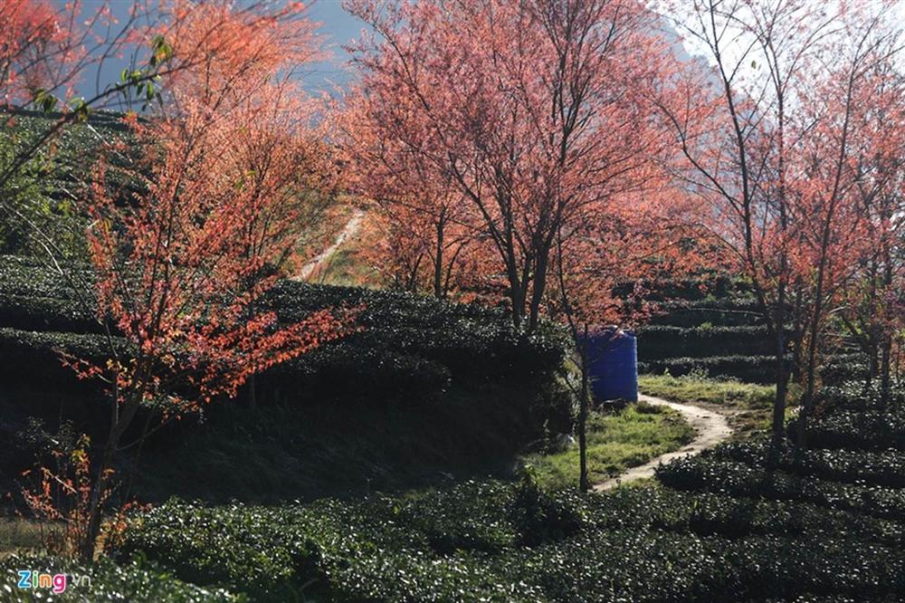 Sa Pa đẹp rực rỡ những ngày cuối năm-2