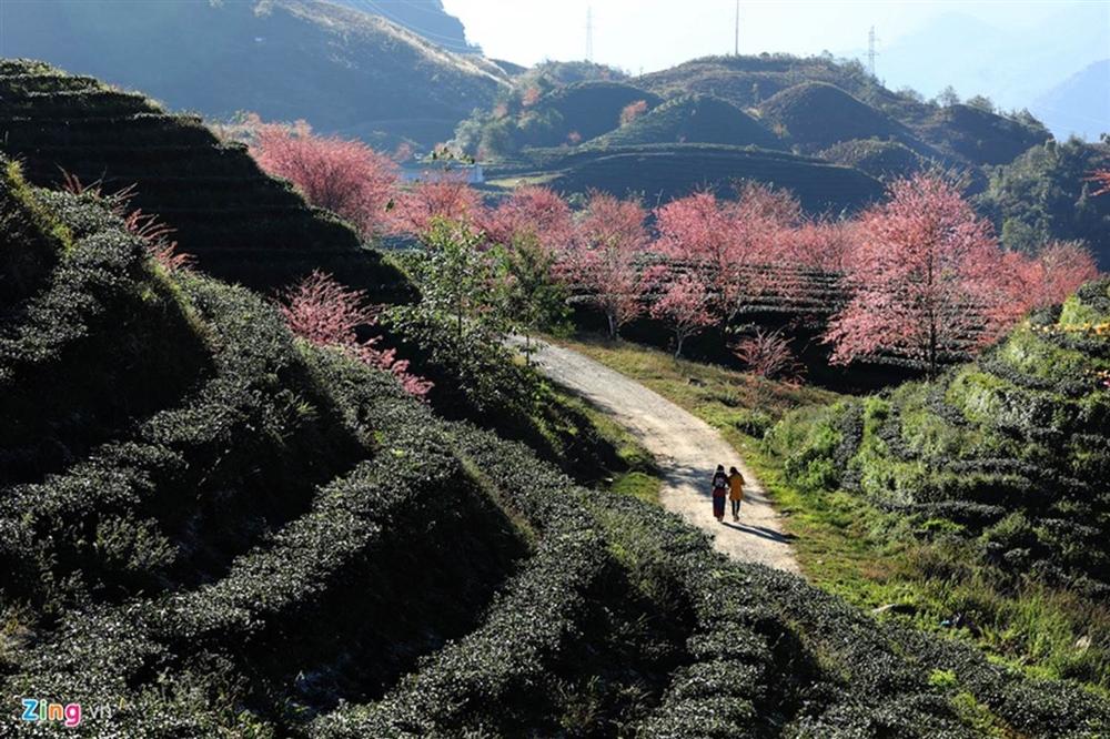 Sa Pa đẹp rực rỡ những ngày cuối năm-3