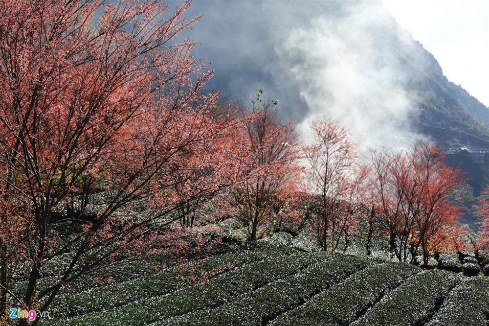 Sa Pa đẹp rực rỡ những ngày cuối năm-10