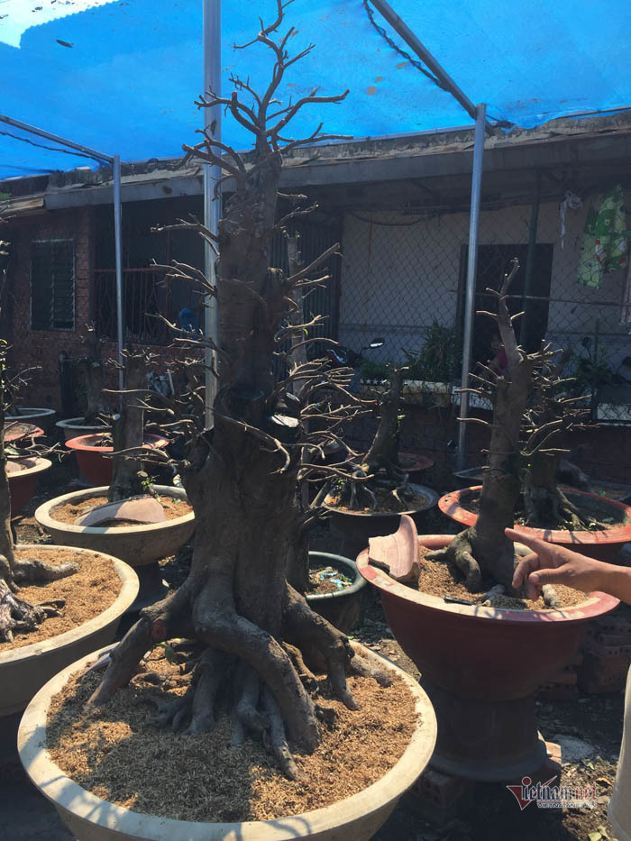 Cây mai 900 triệu đồng của ông chủ ở Sài Gòn-3