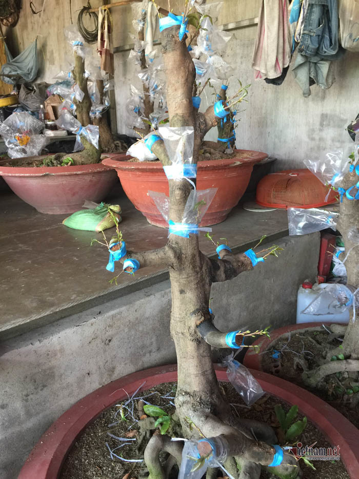 Cây mai 900 triệu đồng của ông chủ ở Sài Gòn-4