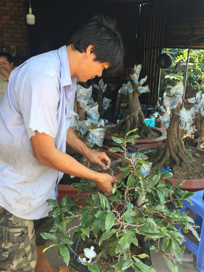 Cây mai 900 triệu đồng của ông chủ ở Sài Gòn-5