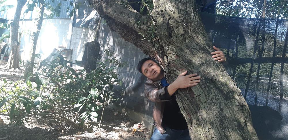 Cụ táo khổng lồ, gia chủ quyết giữ không bán dù được trả tiền triệu-1