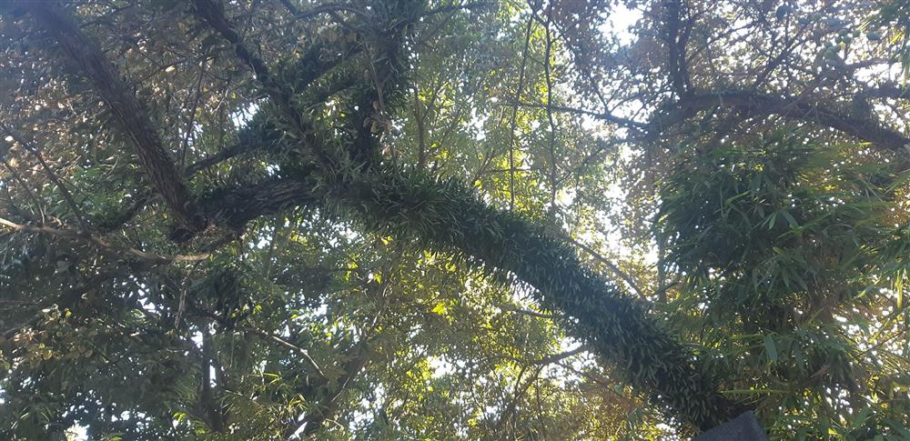 Cụ táo khổng lồ, gia chủ quyết giữ không bán dù được trả tiền triệu-2