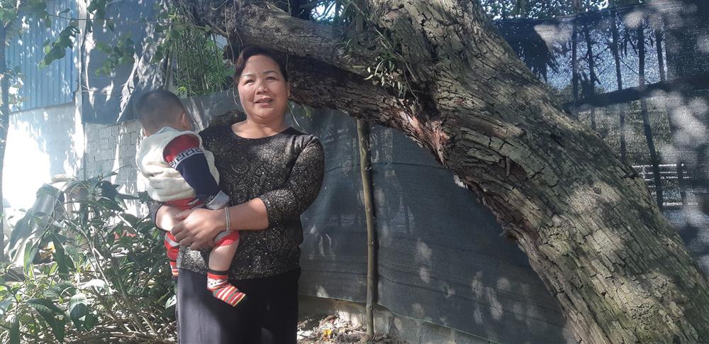 Cụ táo khổng lồ, gia chủ quyết giữ không bán dù được trả tiền triệu-3