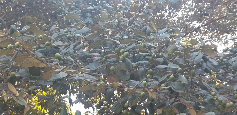 Cụ táo khổng lồ, gia chủ quyết giữ không bán dù được trả tiền triệu-4