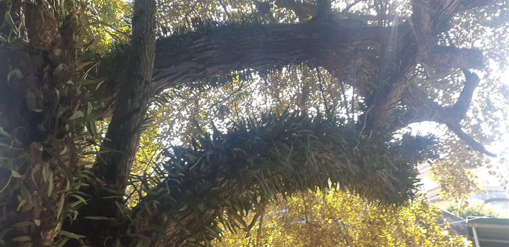 Cụ táo khổng lồ, gia chủ quyết giữ không bán dù được trả tiền triệu-5