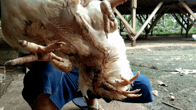 Gà 4 chân hiếm gặp được trả giá hơn 80 triệu-1