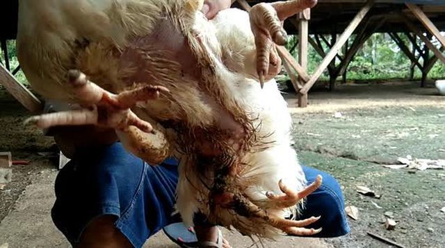 Gà 4 chân hiếm gặp được trả giá hơn 80 triệu-2