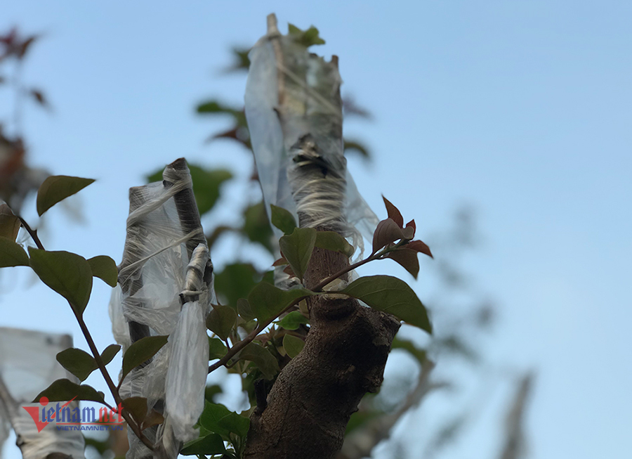 600 triệu một gốc hoa giấy ngũ sắc, đại gia xuống tiền chơi Tết-9