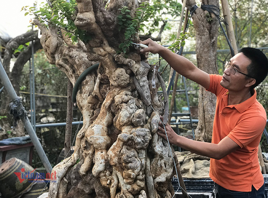 600 triệu một gốc hoa giấy ngũ sắc, đại gia xuống tiền chơi Tết-10