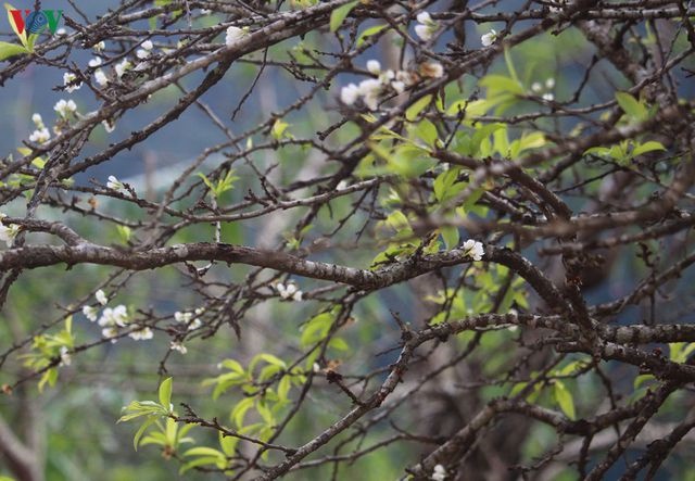 Mộc Châu đẹp ngỡ ngàng những ngày cuối năm-6