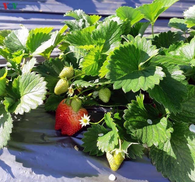 Mộc Châu đẹp ngỡ ngàng những ngày cuối năm-7