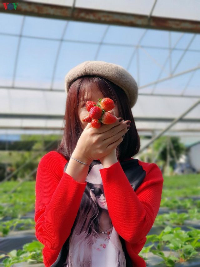 Mộc Châu đẹp ngỡ ngàng những ngày cuối năm-8