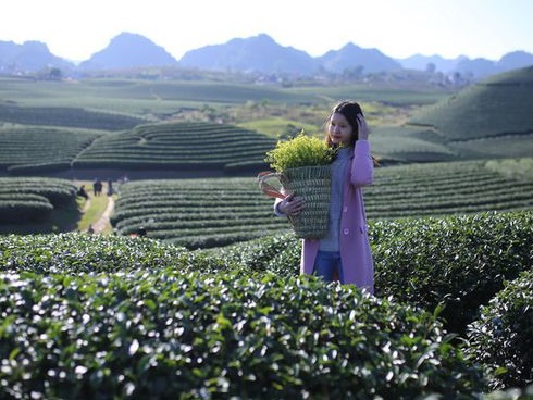 Mùa hoa mận nở trắng trời ở Mộc Châu-1