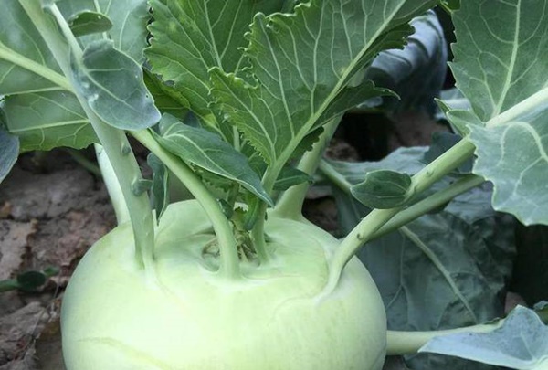 Su hào: Cực tốt và cực độc, biết mà tránh khi ăn kẻo rước họa vào thân-1