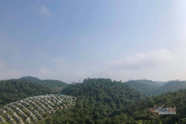 Đồi cam 6 tỷ kỳ lạ nhất Việt Nam, 2.000 cây mắc màn trắng cả rừng-1