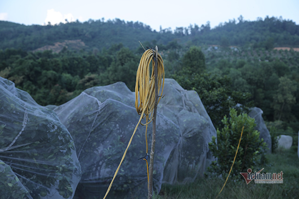 Đồi cam 6 tỷ kỳ lạ nhất Việt Nam, 2.000 cây mắc màn trắng cả rừng-10