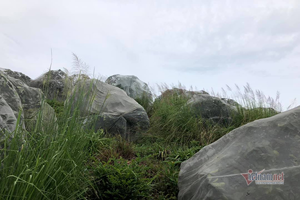 Đồi cam 6 tỷ kỳ lạ nhất Việt Nam, 2.000 cây mắc màn trắng cả rừng-12