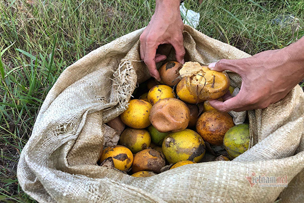 Đồi cam 6 tỷ kỳ lạ nhất Việt Nam, 2.000 cây mắc màn trắng cả rừng-13