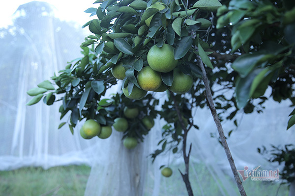 Đồi cam 6 tỷ kỳ lạ nhất Việt Nam, 2.000 cây mắc màn trắng cả rừng-14