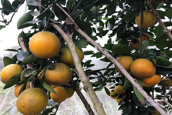 Đồi cam 6 tỷ kỳ lạ nhất Việt Nam, 2.000 cây mắc màn trắng cả rừng-15