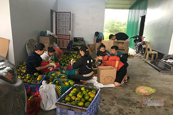 Đồi cam 6 tỷ kỳ lạ nhất Việt Nam, 2.000 cây mắc màn trắng cả rừng-16