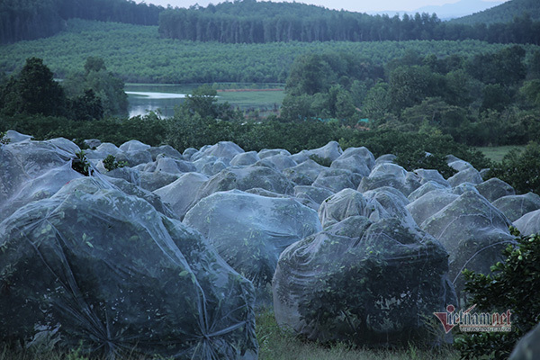 Đồi cam 6 tỷ kỳ lạ nhất Việt Nam, 2.000 cây mắc màn trắng cả rừng-2