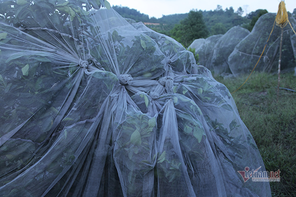 Đồi cam 6 tỷ kỳ lạ nhất Việt Nam, 2.000 cây mắc màn trắng cả rừng-5