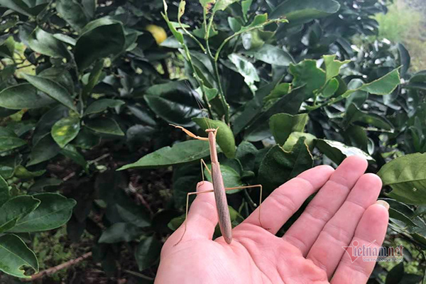 Đồi cam 6 tỷ kỳ lạ nhất Việt Nam, 2.000 cây mắc màn trắng cả rừng-6